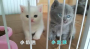 小姐姐小猫,小姐姐与小猫的温馨日常